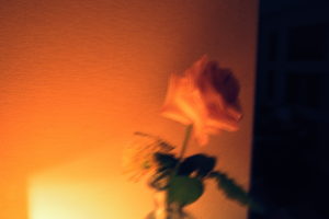 切り花を買う / I buy cut flowers.